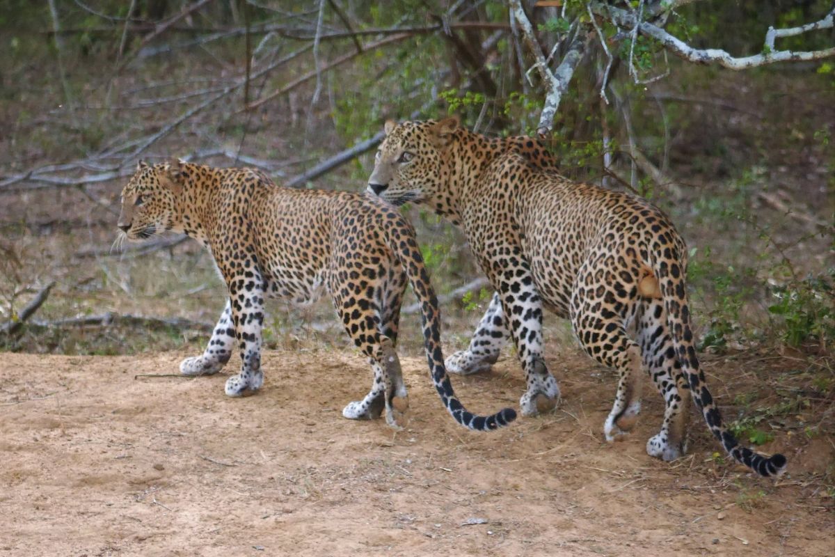 10-Day Ultimate Sri Lanka Discovery & Wildlife Itinerary